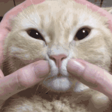 懒人最新逗猫技巧,让小猫玩的根本停不下来