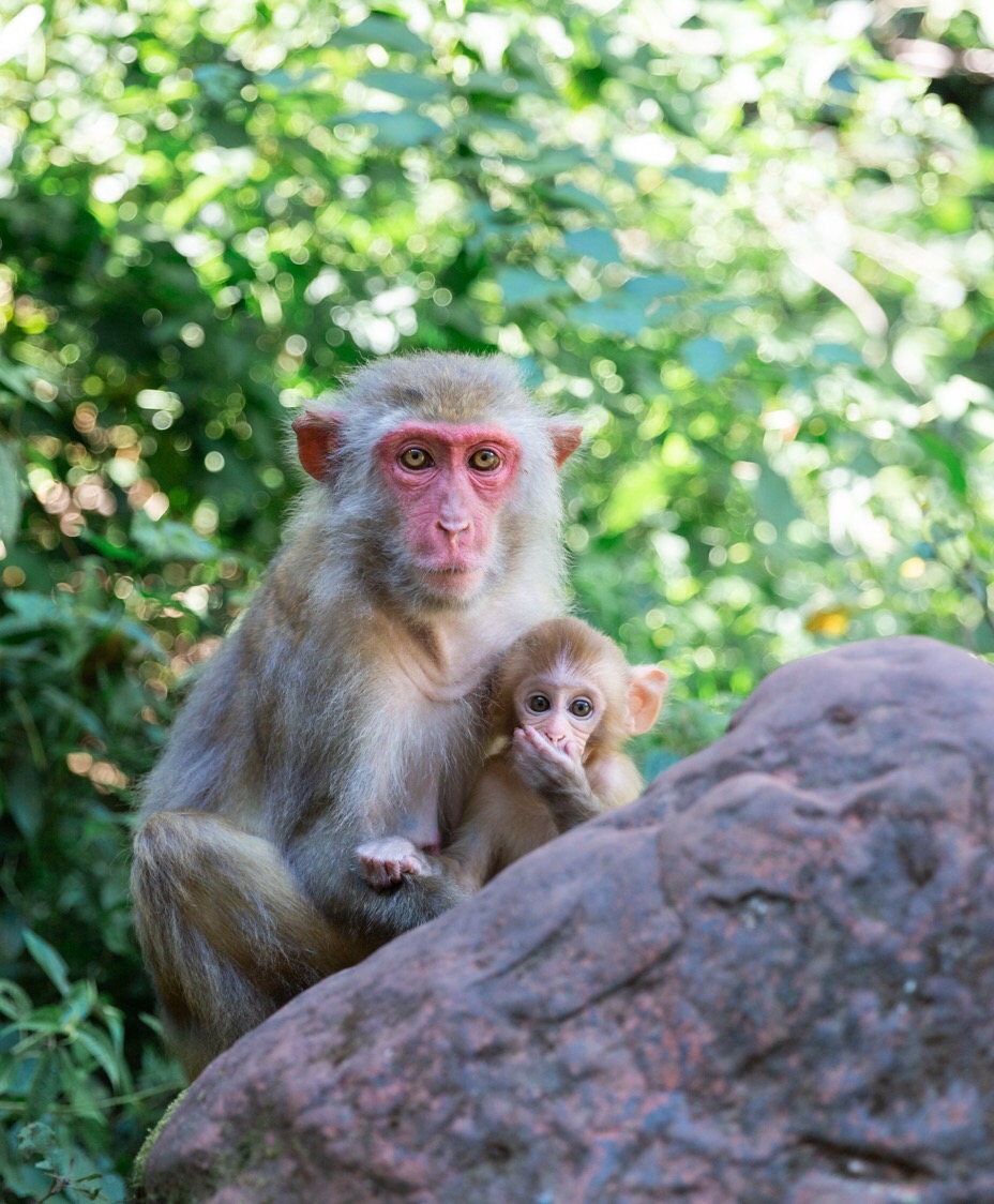 没想到四面山上居然有这么多的机灵的猴儿水灵灵的大眼睛看着就很
