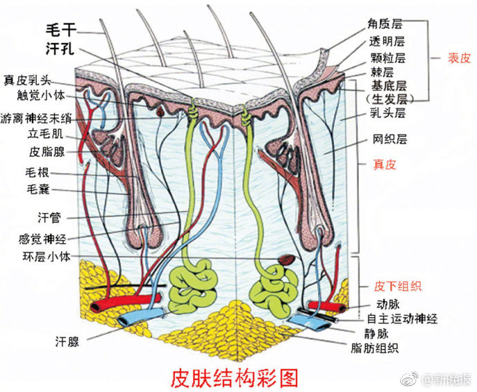 舔嘴唇舔出皮肤病 孩子最爱得|奇奇|口周皮炎|皮屑_新浪新闻