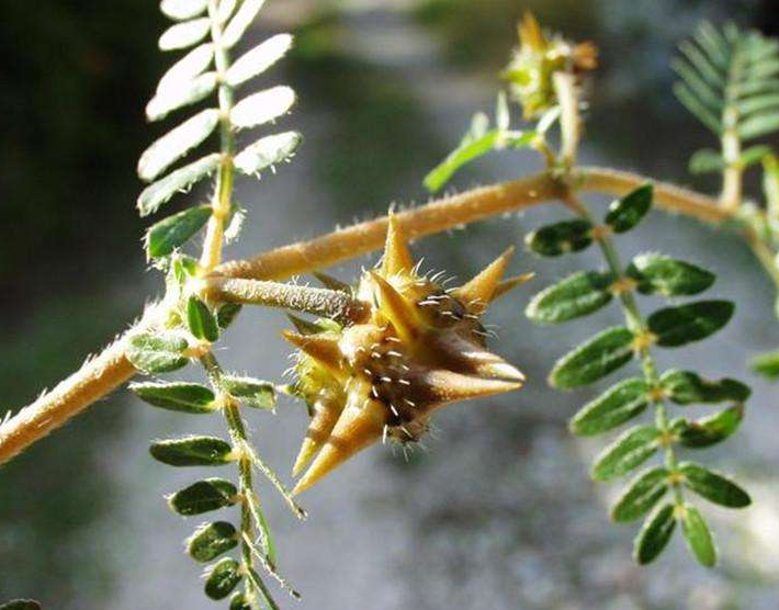 农村野外的蒺藜果,全身带刺却可入药,如今药用价值相当高