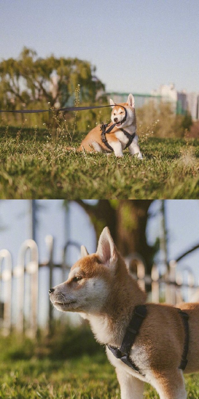小柴犬的春日写真集这呆萌的样子萌化了inshelloshiba
