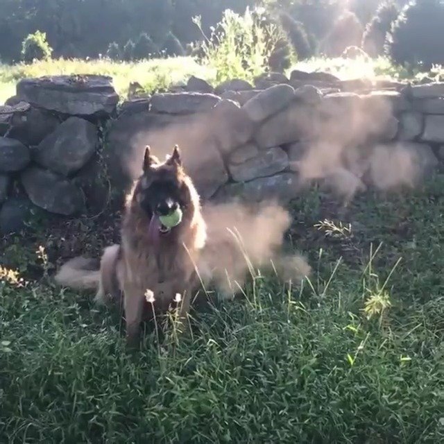犬型加湿器 Fb Anne Reynolds Doerr 犬型加湿器 Fb Anne Reynolds Doerr