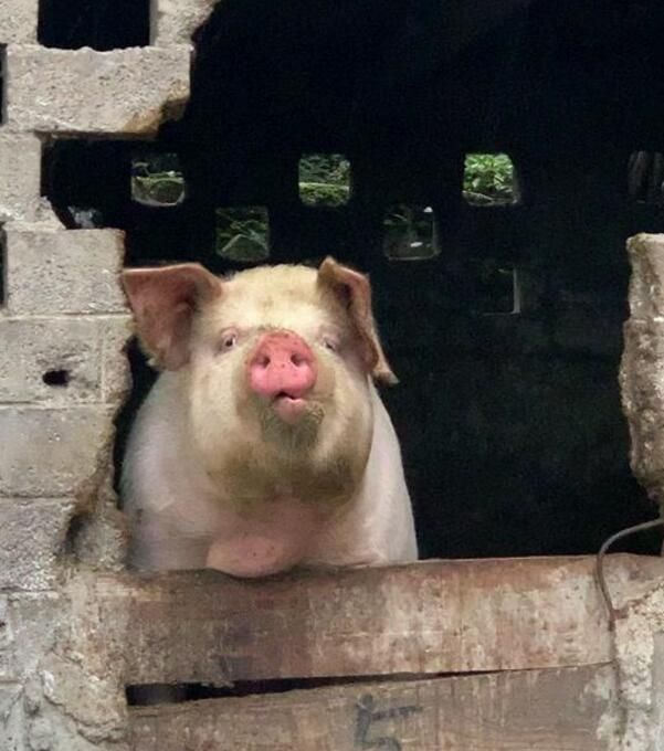 一头猪伸出头来看着远方怀疑猪生新年离自己不远了