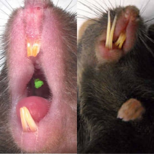 老鼠牙齿印图片图片