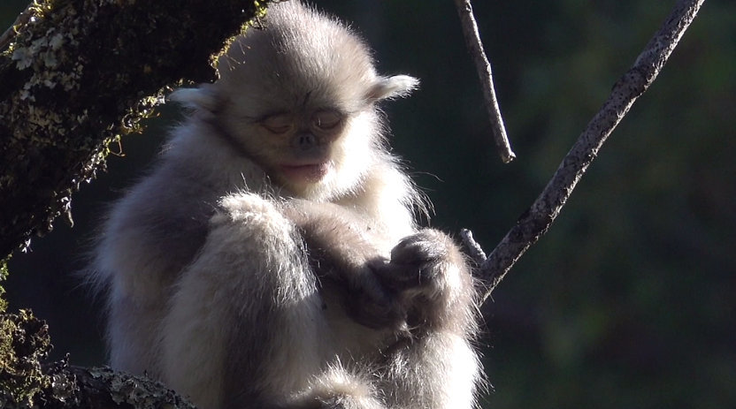 萌化人心的滇金丝猴宝宝,真担心他睡着后会掉下来. 小科普