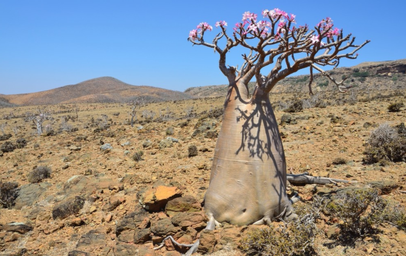 外国有种储水树,一棵能装12吨水,如今已被我国引