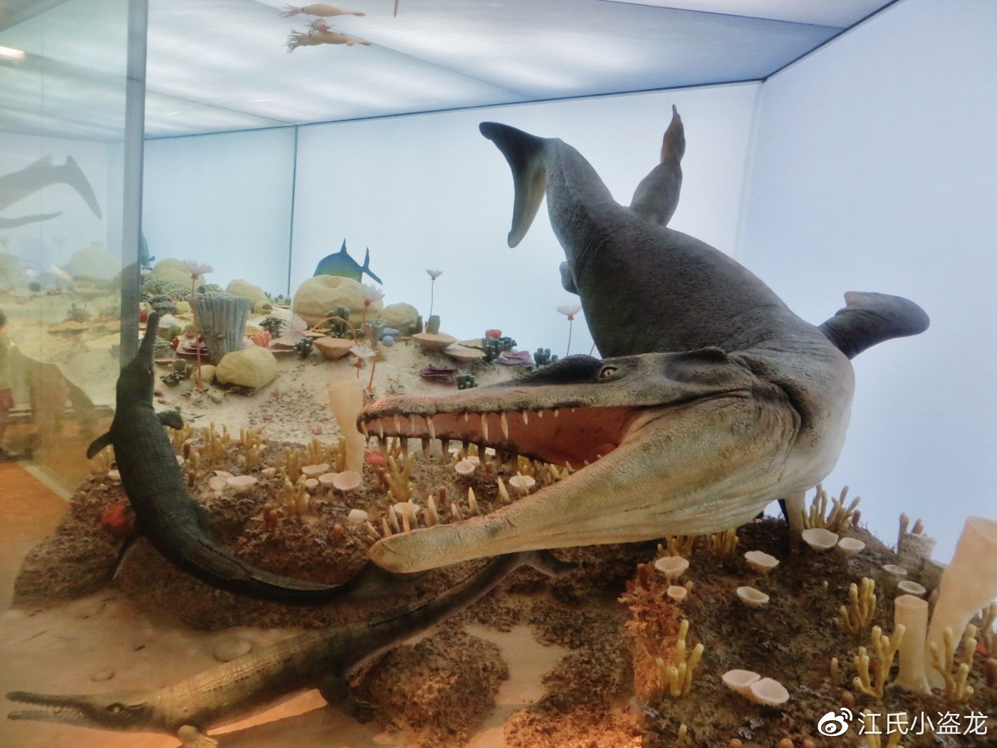 史前鳄鱼生活在海洋中,一口能咬破鱼龙肚皮!|达克|岩层_新浪新闻