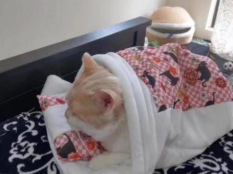 猫咪冷的无法睡觉,主人为它做了一床被子,猫咪的反应萌化主人
