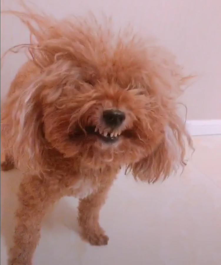 狗子的毛发不仅被风给吹炸毛了,凌乱的像狗子当中的犀利哥一样,而且