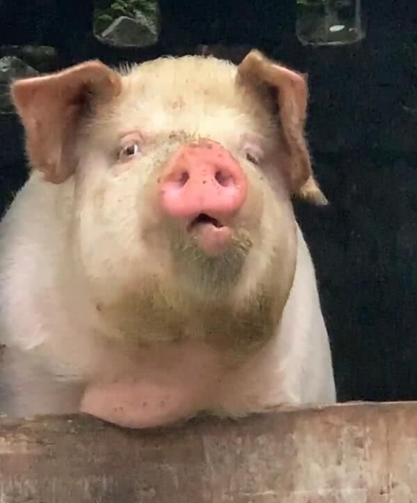 一头猪伸出头来看着远方怀疑猪生新年离自己不远了