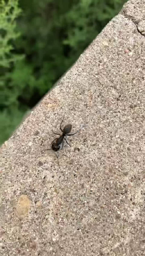 蚂蚁几条腿先别看视频想完了再看跟你想的一样吗