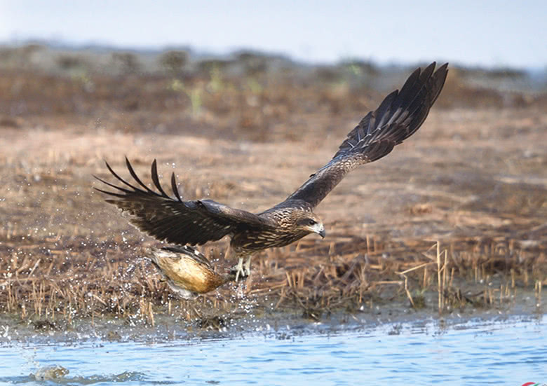 却被鸭妈锁喉,老鹰一愣:这跟我想象的不一样呀|老鹰|鸭子|鸭妈妈_新浪