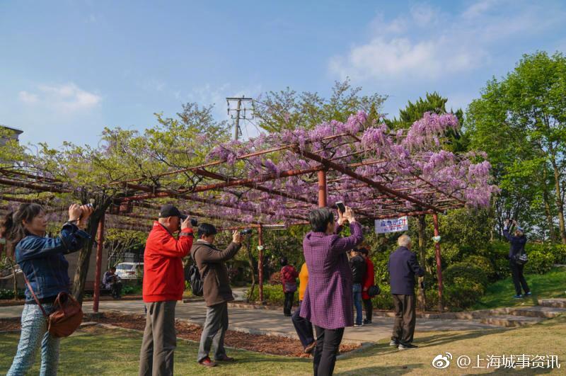 嘉定紫藤園紫藤花綻放將呈現紫色花海