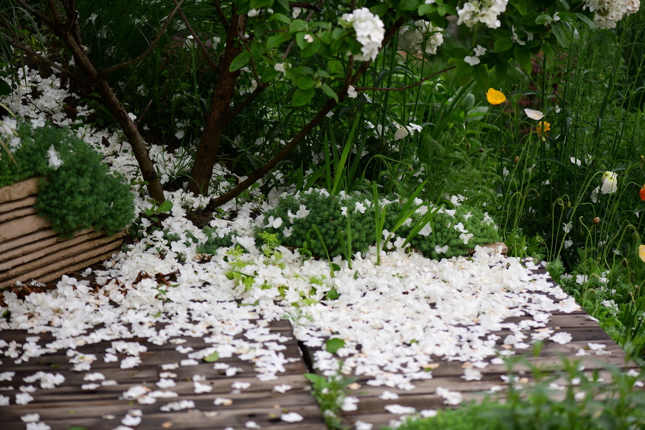木绣球落了一地白色花瓣像是四月天里一场浪漫的雪景