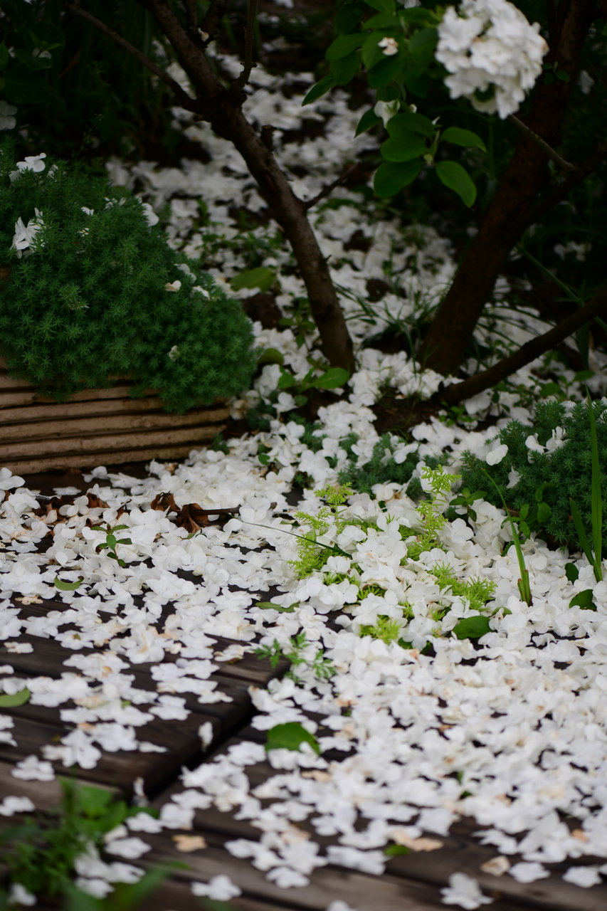 木绣球落了一地白色花瓣,像是四月天里一场浪漫的雪景