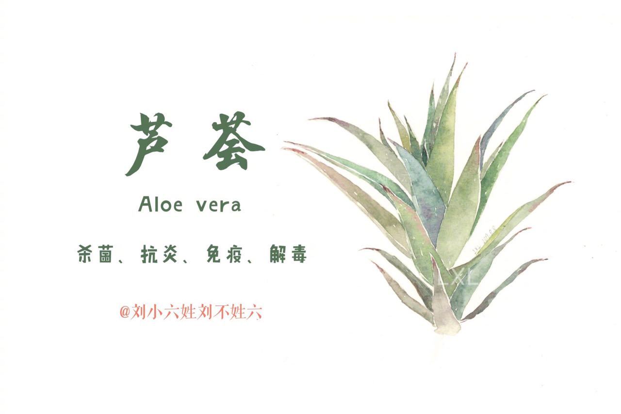 水彩植物图鉴 刘小六姓刘不姓六