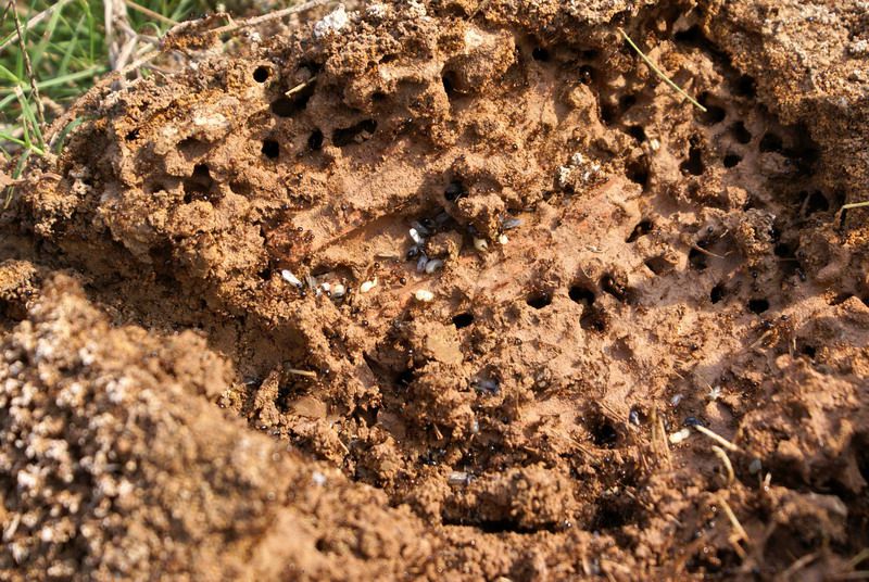 红火蚁有多可怕凭借特殊技能敢攻击比它大几十倍的猎物