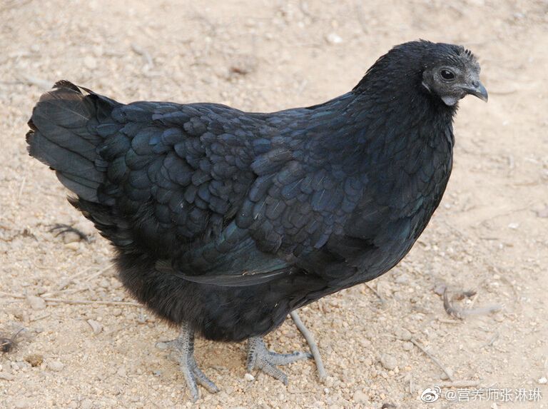 与一般鸡肉相比|乌鸡|红血球|虚劳_新浪新闻