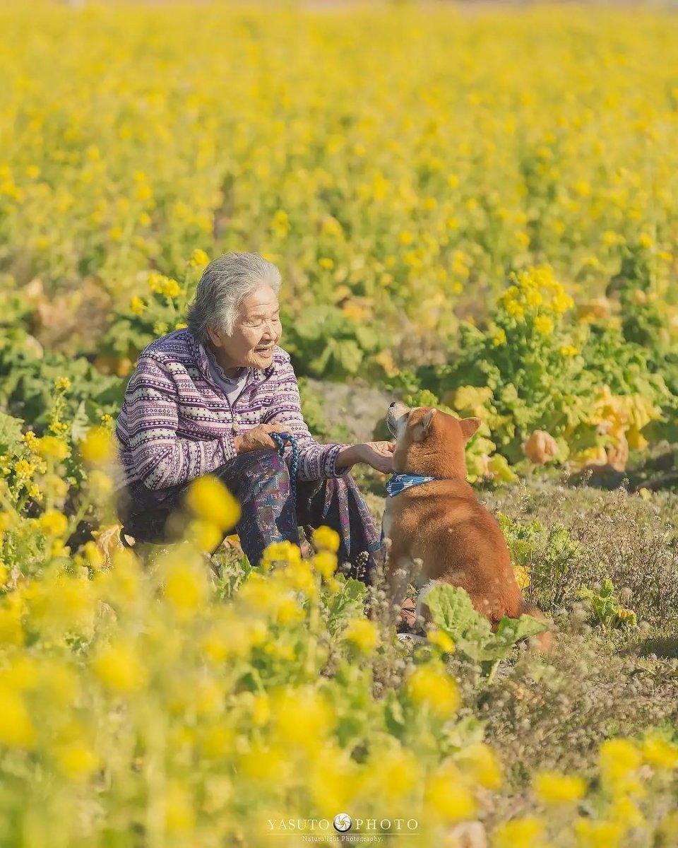 樱花树下85岁奶奶和柴犬一张照片暖哭12万网友愿时光不老