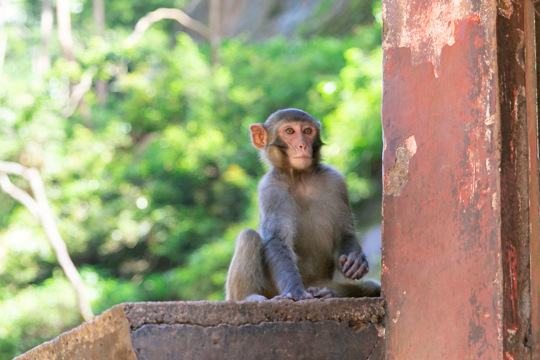 没想到四面山上居然有这么多的机灵的猴儿水灵灵的大眼睛看着就很