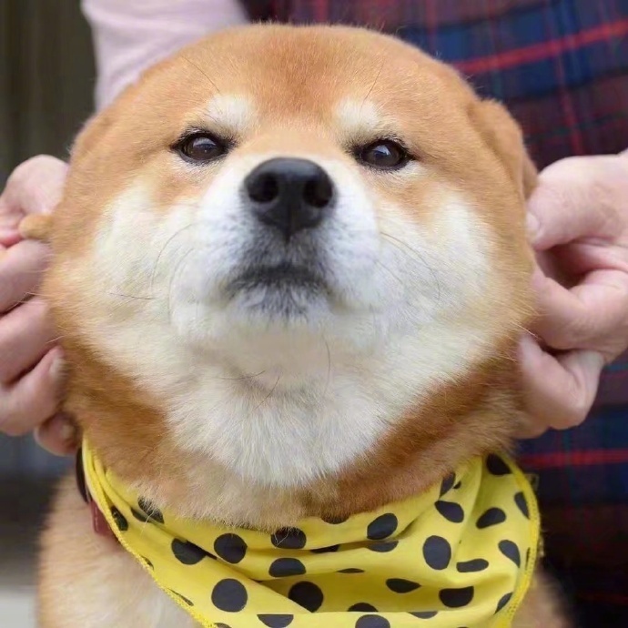 揉揉你的狗头,你想艾特谁!