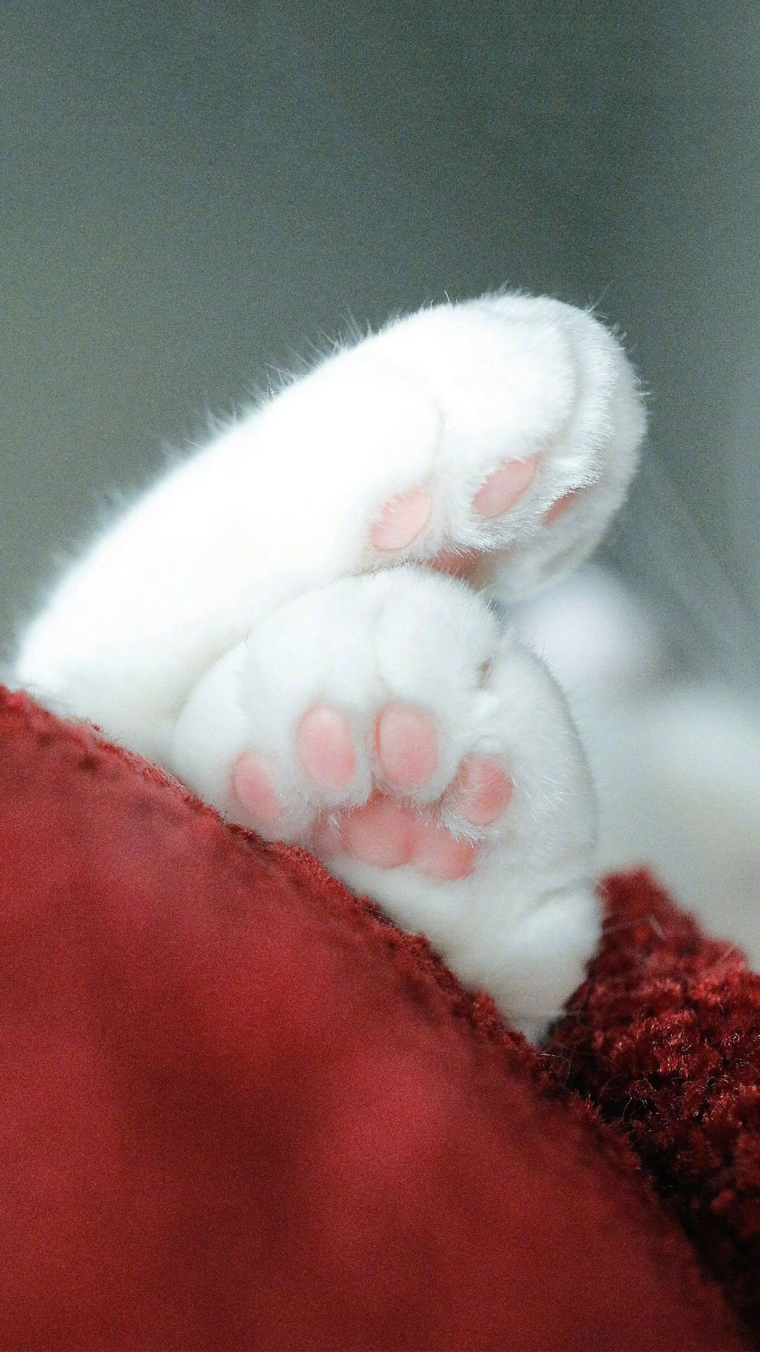 可爱小猫爪手机壁纸