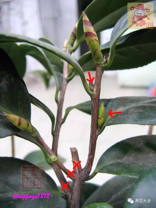 茶花开败后这样修剪来年花开满枝花朵开得碗口大