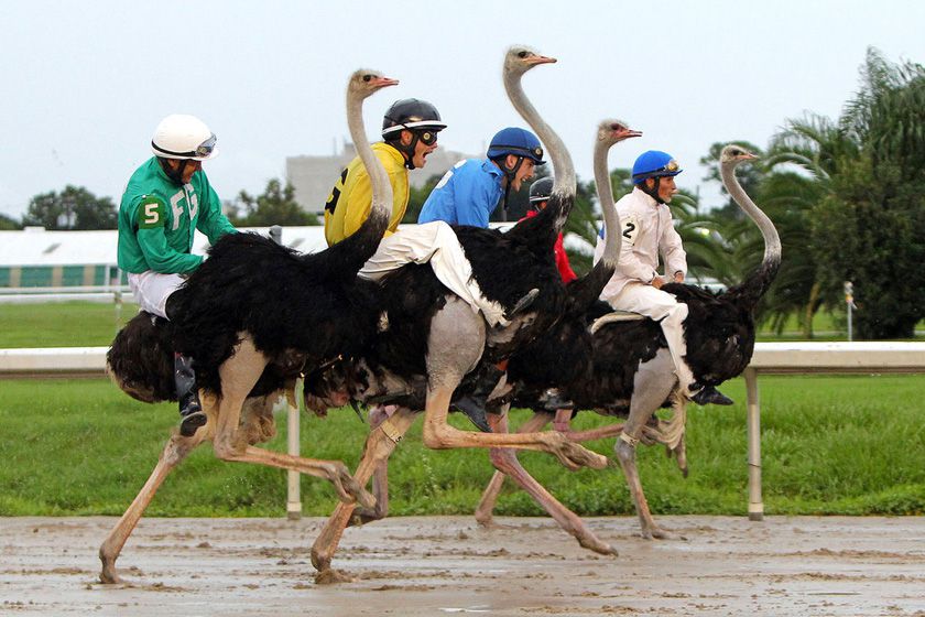 但事实确实如此,只不过如果论起史上最大鸟类,那么鸵鸟的名次可能要排