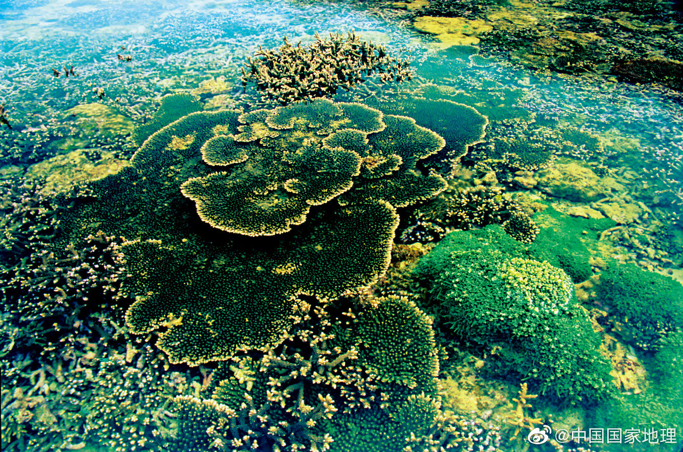 涠洲岛是鲜见的不潜水就能看见翼形珊瑚的地方