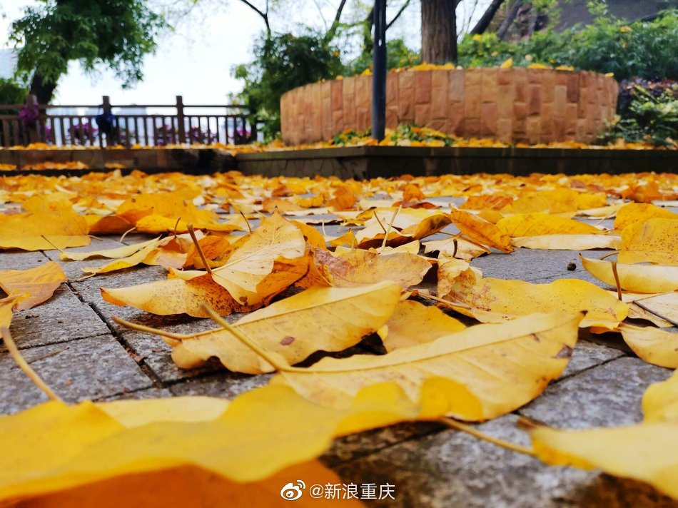 四月末的山城迎来了一波绚丽的黄,那是黄桷树的落叶在致敬春的浪漫.