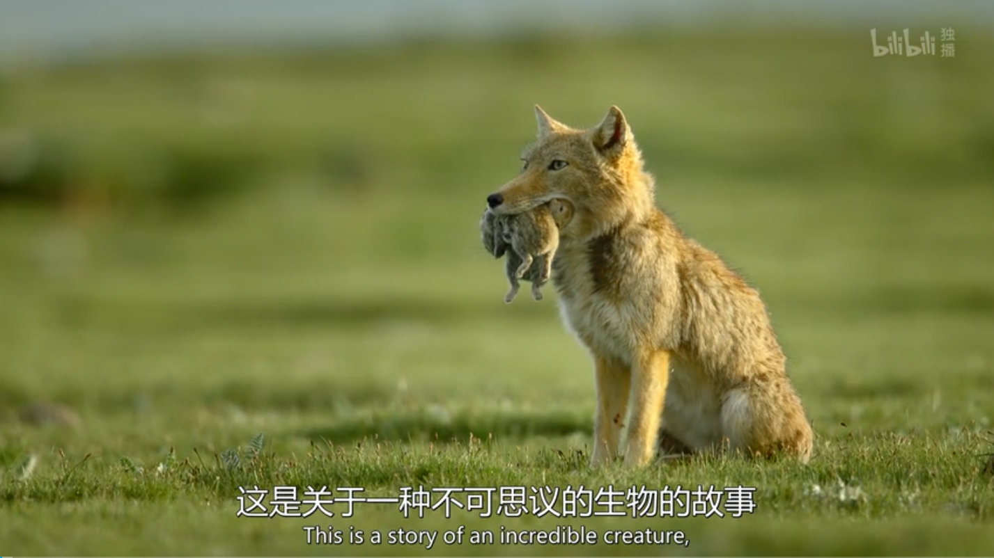 4分,是b站和国家地理共同出品的纪录片,从绵延万里的山脉