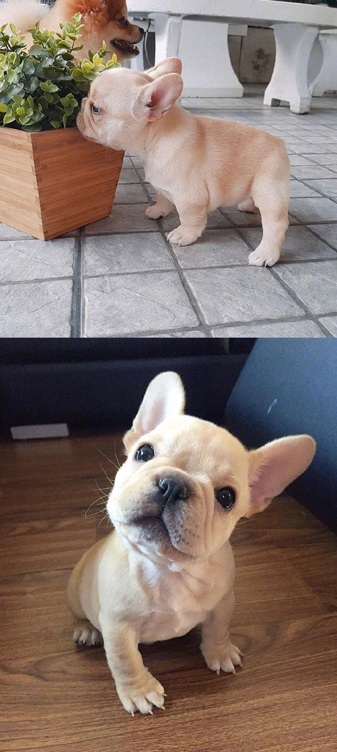 蠢萌蠢萌的小法斗小时候长得真像一只小猪崽