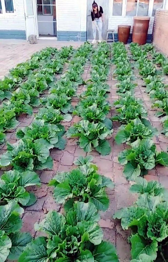 东北大姐在砖缝里种白菜,掰完一个还有一堆,年年大丰收!