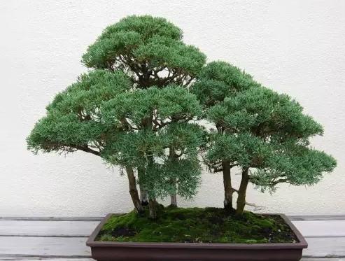 丛林式盆景更具美感,9个步骤自己在家造型,太精致了!