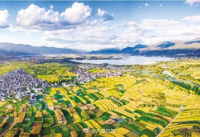 金秋时节,剑川县甸南镇田间稻浪滚滚,金黄遍野,呈现一派丰收景象