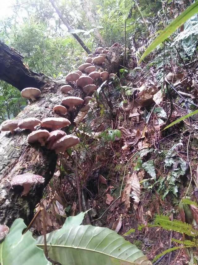 南方香菇种植收获季节到了原始森林孕育的菌种天然香菇