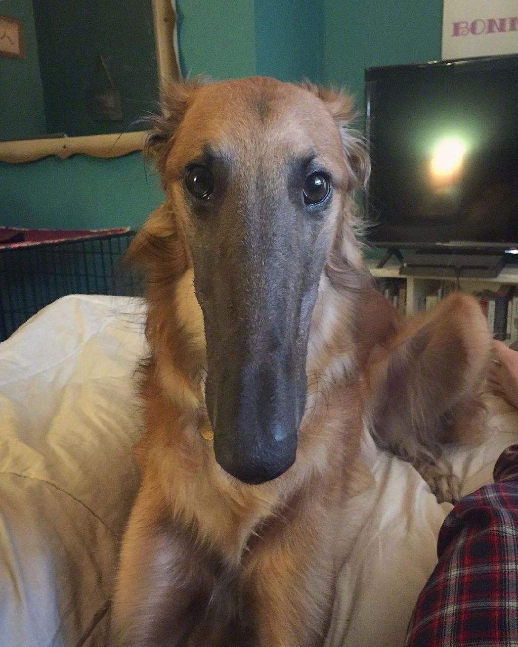 国外网友家的苏俄猎狼犬tupelo长了一张超级锥子脸又长又尖