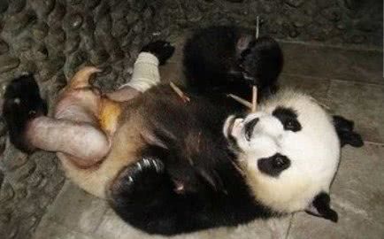 熊猫被剃毛之后可能也是不太高兴,所以每天几乎没有什么动静,除了吃就