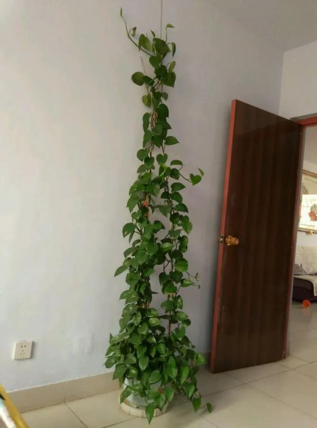 4,另外,花友也可以借助墙壁上的装饰或者挂钩,让绿萝依附着攀爬哦!