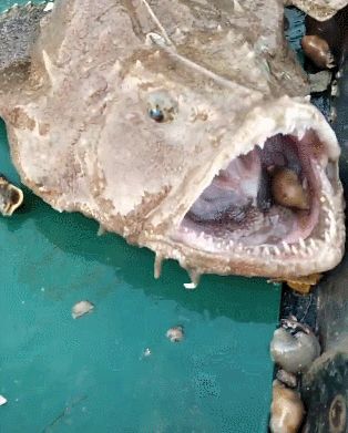 满嘴牙齿的一条鱼,吃田螺如脆骨,让人看着都发抖!