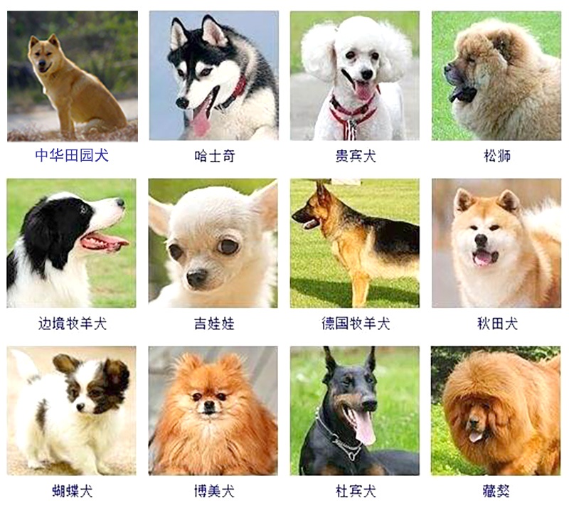 狗和狼为何是同一物种?全世界所有狗类都起源于中国长江流域!