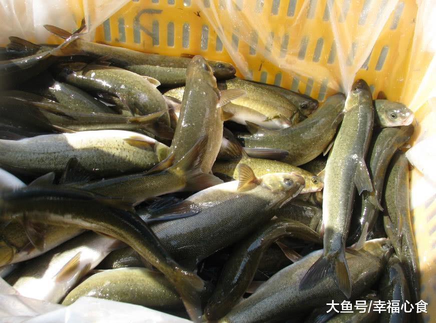 这种鱼活了数年, 10年就长1斤肉, 可还是逃不过吃货的嘴