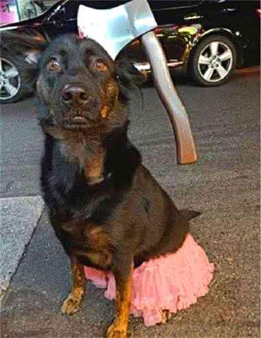 狗子头上带一把带血斧头,走近一看后却让人哈哈大笑!