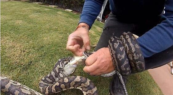 蟒蛇|主人|小麂_新浪网