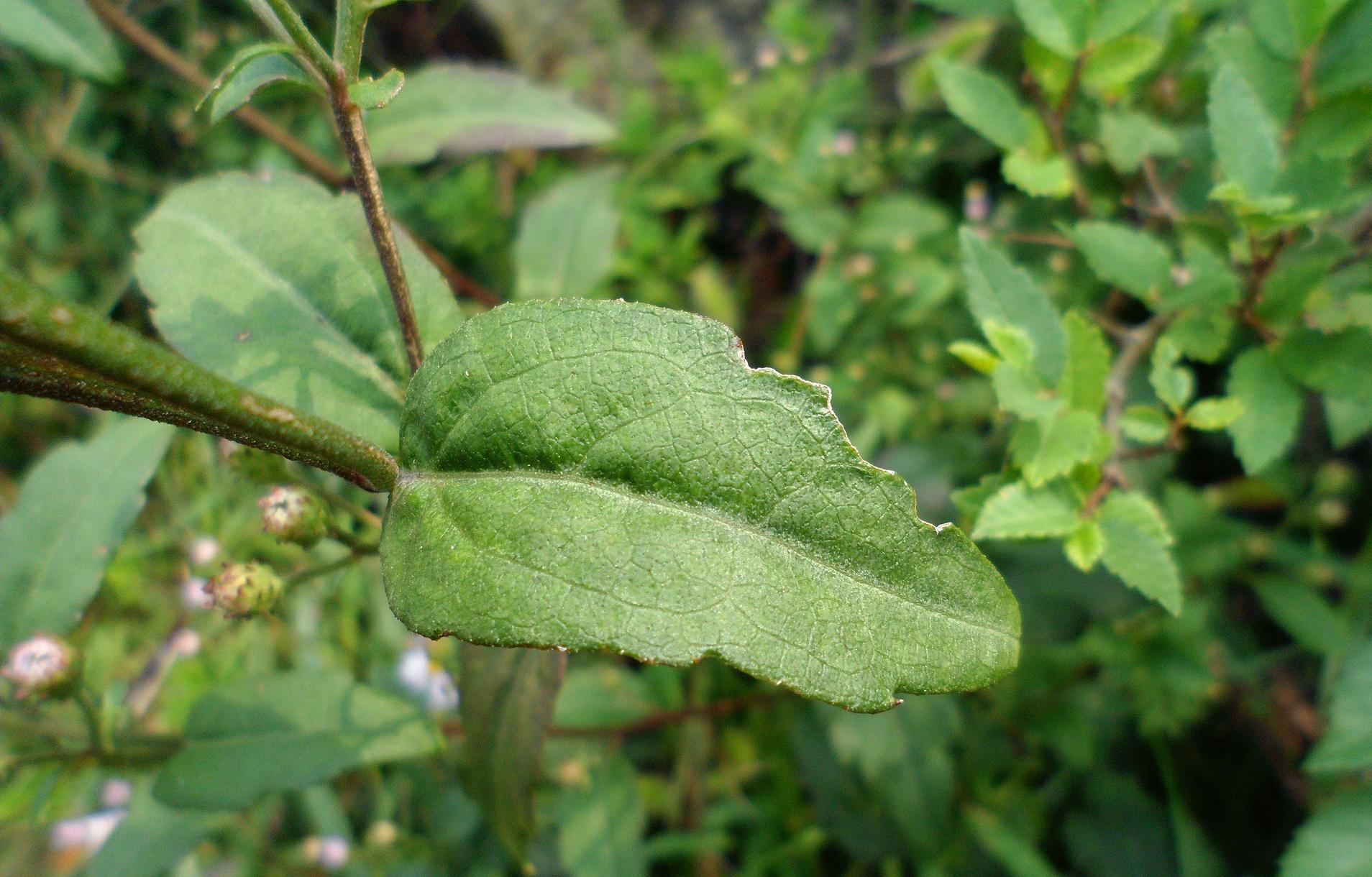 农村这野花人称返魂草见到可别破坏它根是稀罕货20元一斤