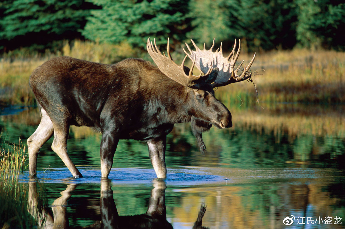 图片来自网络爱尔兰位于大西洋之中,这里生存的鹿科动物体型并不大