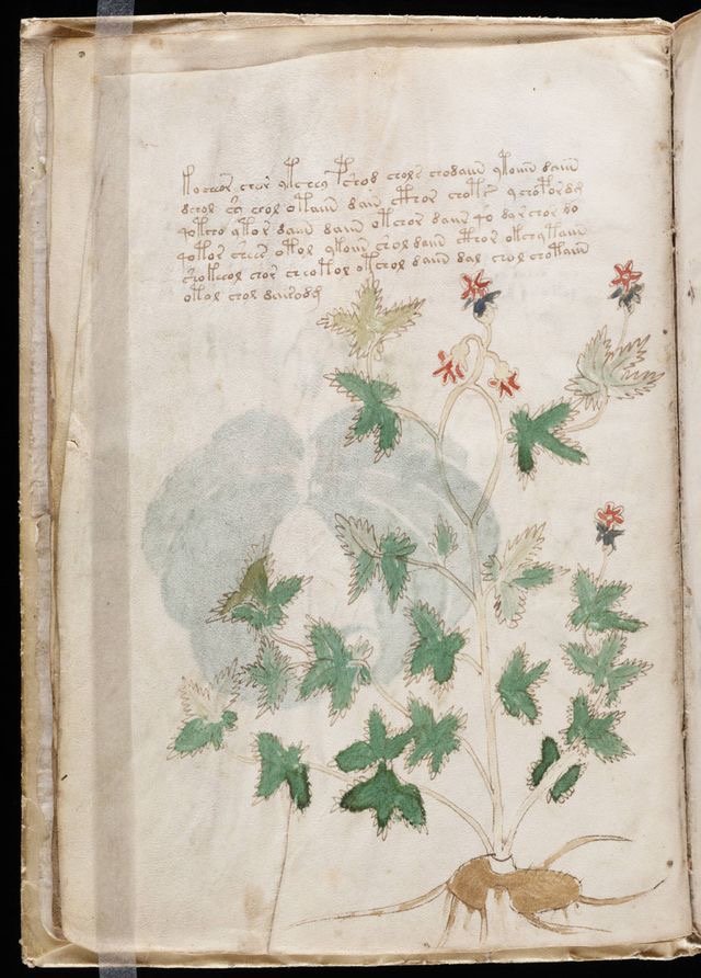 伏尼契手稿 voynich manuscript