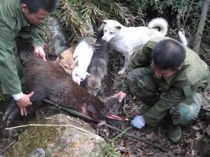 看完这组图你就知道土狗究竟有多厉害