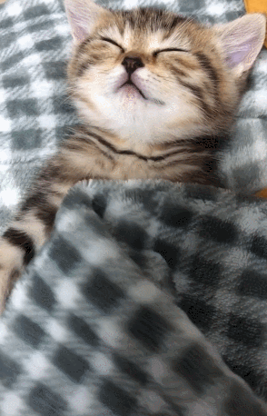 猫咪在床上睡觉表情却非常痛苦主人掀开被子后差点笑喷了