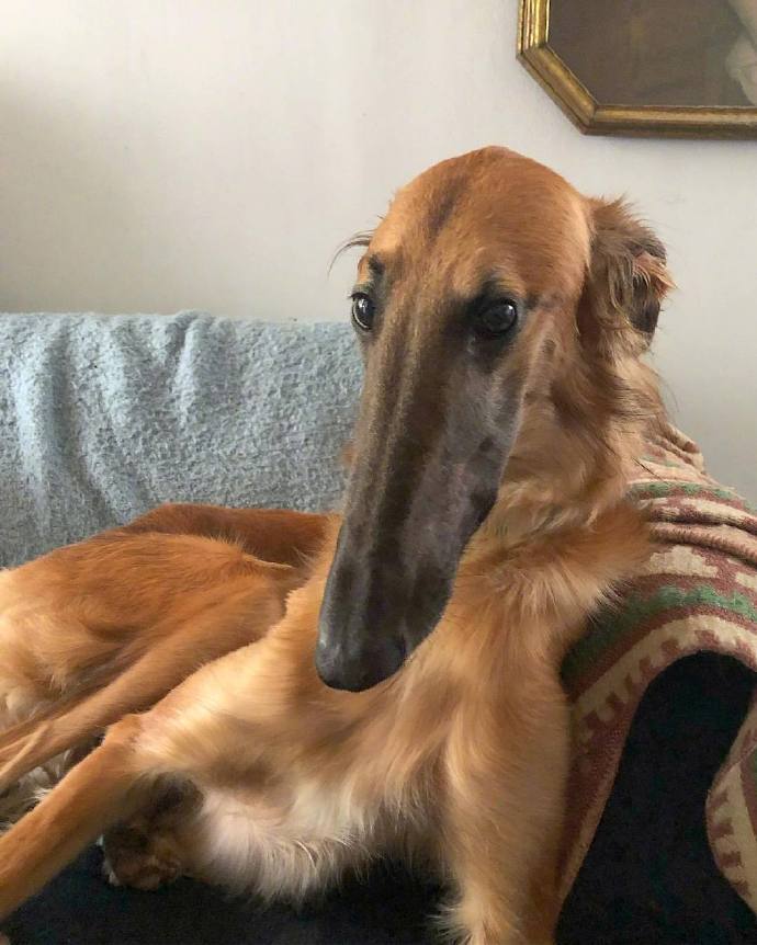 国外网友家的苏俄猎狼犬tupelo长了一张超级锥子脸又长又尖